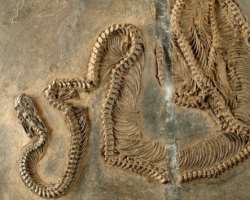 Other fossils found from the location were the Jew Other fossils found from the location were the Jewel beetle, Hedgehog relative, Prosimian, Fossil boa, and Ornate-headed lizard are found from the loc